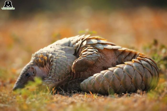 The Pangolin is a shy, elusive animal and the only truly scaly mammal in existence today. 