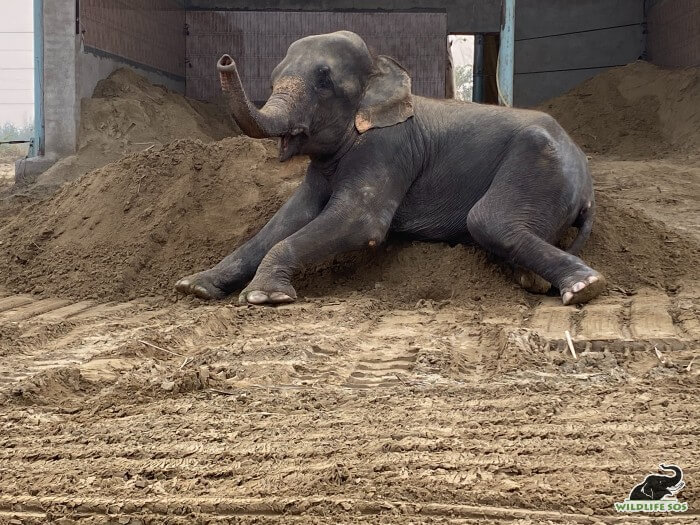 Zara caught "mud-handed" as she disarranges her mud bed! 