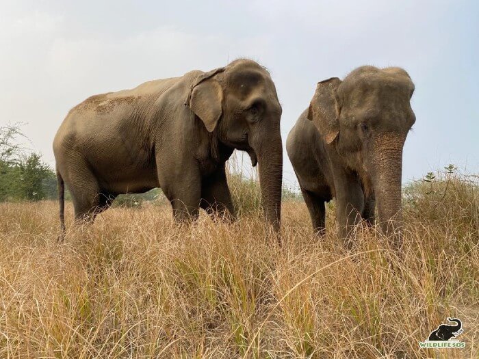 Arya (L) and Zara (R) on their evening stroll together. 