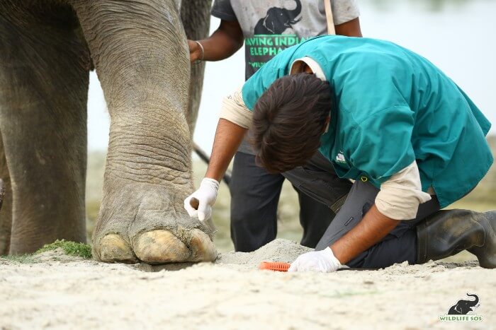 Zara also requires regular toenail trimming so that she is able to walk comfortably. 