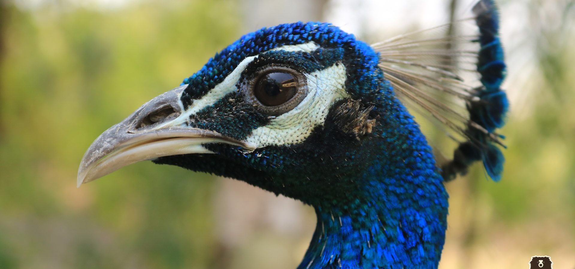 Sick Peacock Receives Treatment in Maharashtra - Wildlife SOS