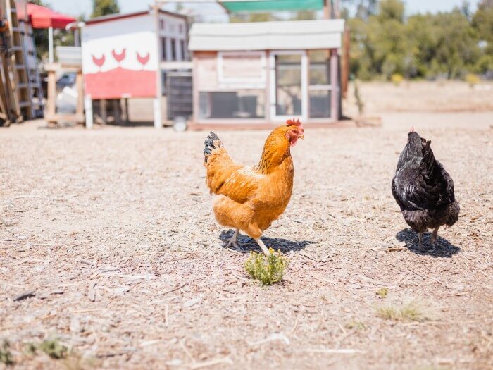 There should be safe handling of poultry to minimise spread of infections.