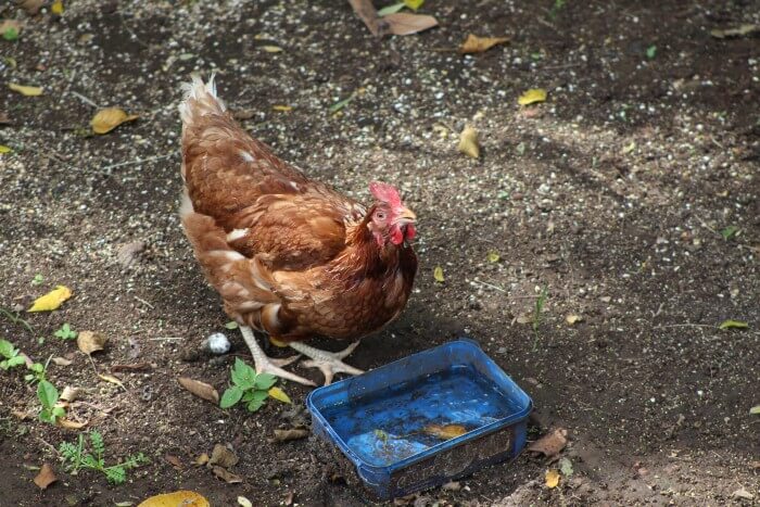 Cleanliness and hygiene should be maintained at poultry farms. 