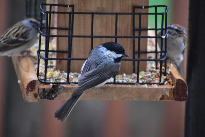 Please do not touch bird feeders or water bowls with bare hands.