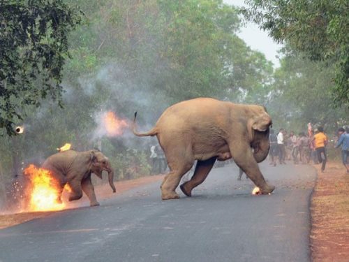 This image clicked by Biplab Hazra was titled 'Hell is Here' thus depicting the conflict in India. 