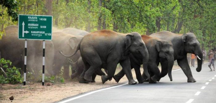 An elephant herd crossing hurriedly while onlookers get agitated.