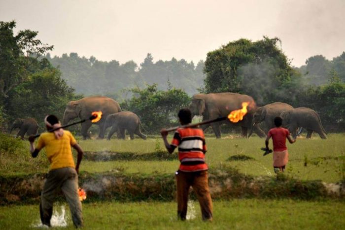 Lighting a fire at a safe distance allows the elephants to understand the presence of humans. 