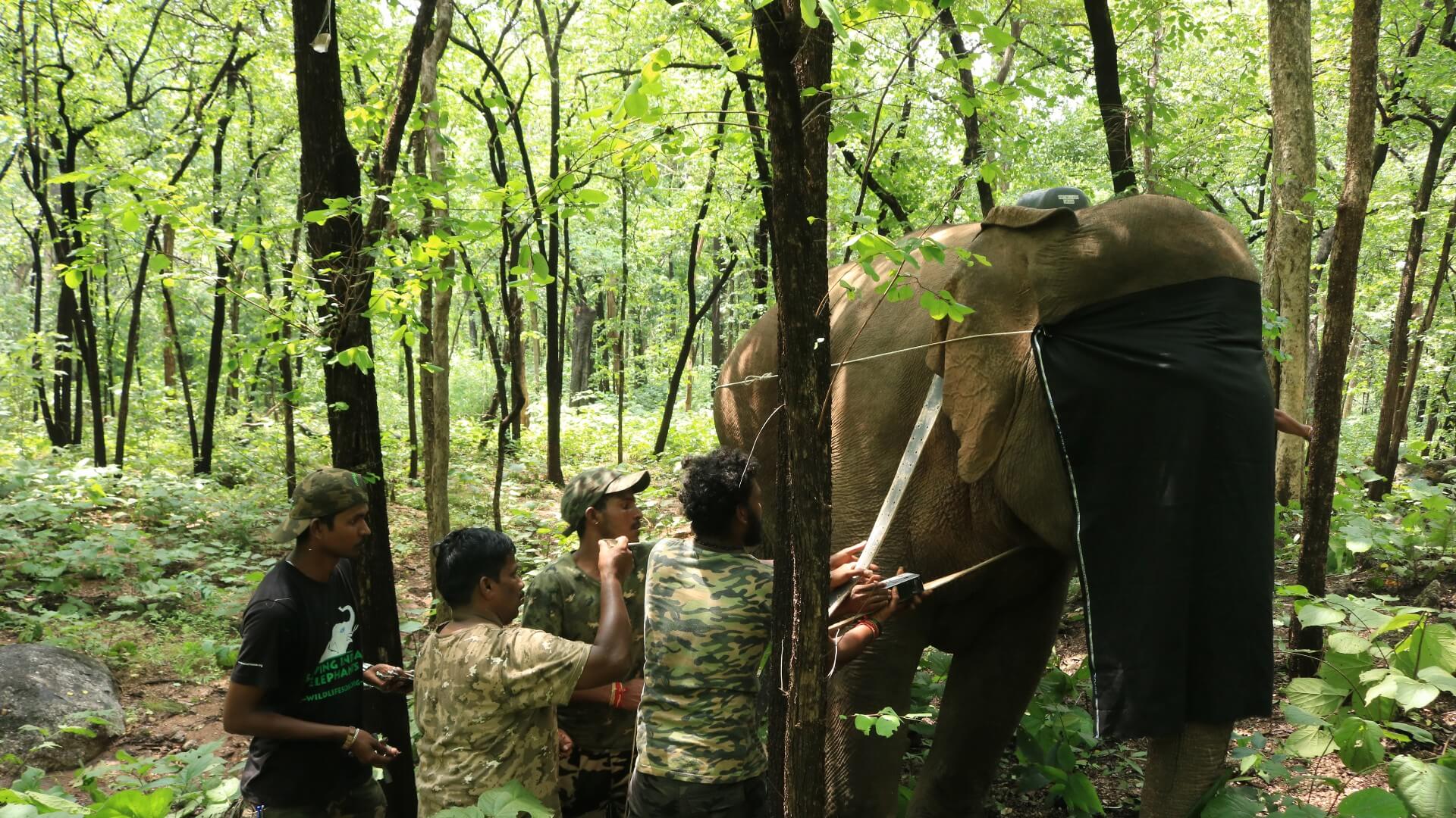 Discover Elephant Behaviour — Wild Survivors