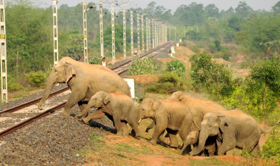 An elephant herd crossing through a railway track. 