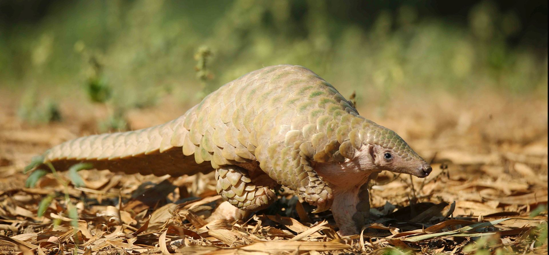 World Pangolin Day: Get to Know the elusive Pangolin! - Wildlife SOS