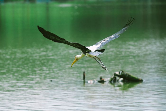 Area watering holes, wetlands vital to wading birds