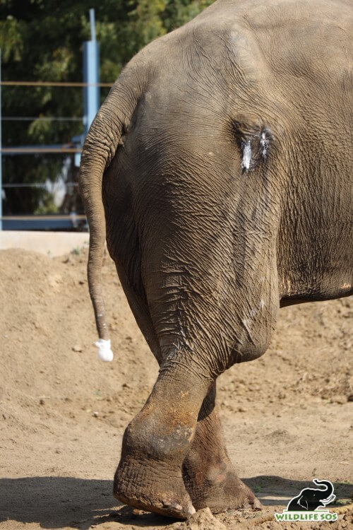 A Tail of Torture: Common Tail Injuries In Rescued Elephants - Wildlife SOS