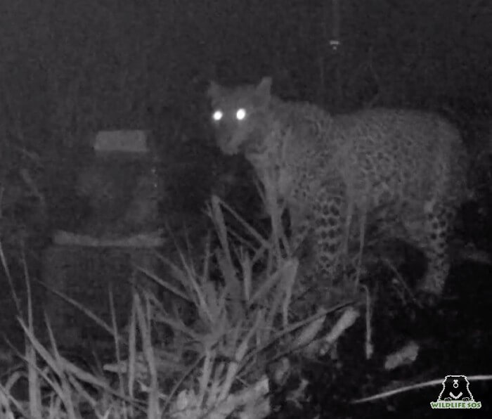 Leopard mothers pick their cubs up by the scruff of the neck and leads them home.