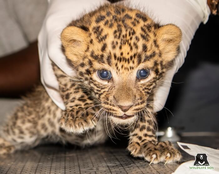 The leopard cubs were approximately 8 weeks old.