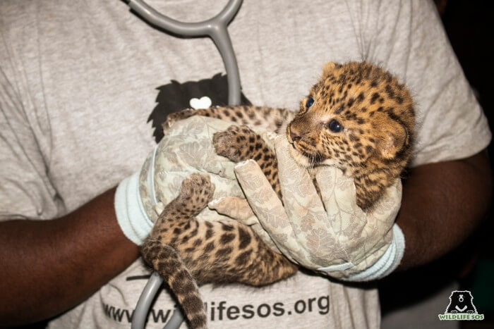 There were three leopard cubs found in the sugarcane field in a village in Maharashtra.