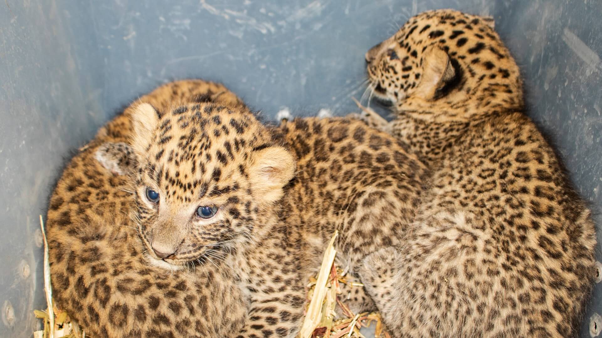 Three Leopard Cubs Reunited With Their Mother - Wildlife SOS