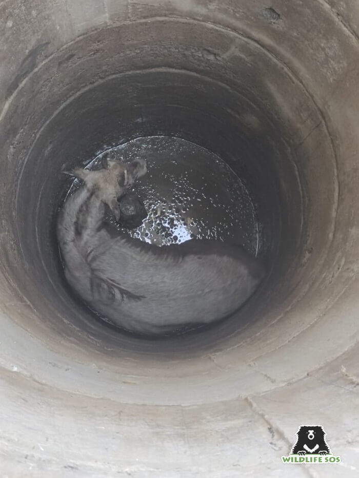 The blue bull was trapped inside the uncovered borewell before Wildlife SOS rescued him. 