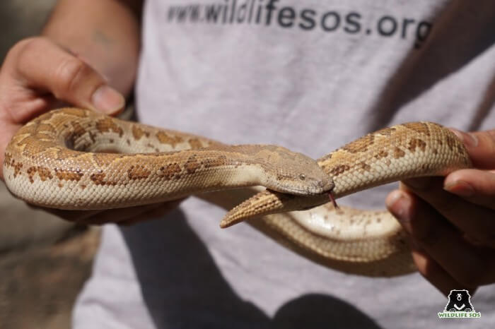 This Common Sand Boa was rescued from Delhi in the month of February. 