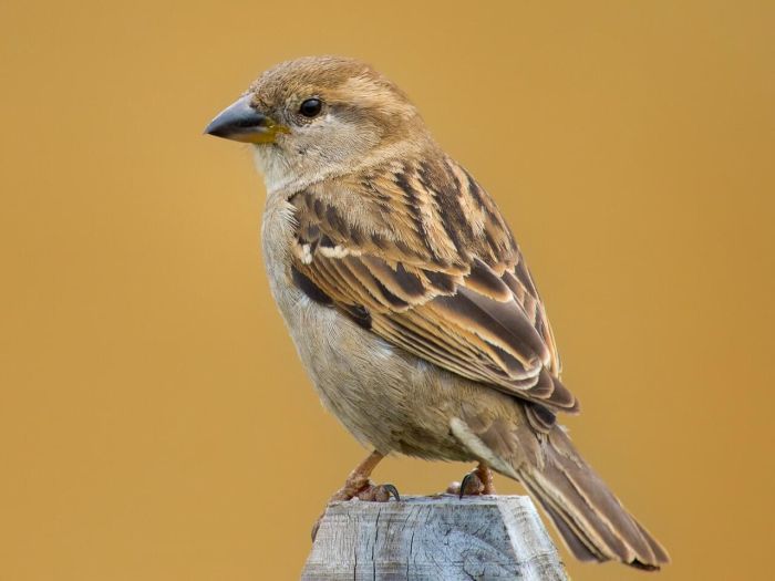 Differentiating between male & female sparrows: The top of a male's head is dark gray lined with streaks of vibrant chestnut, while a female's head (above) is more dusty brown in color. 