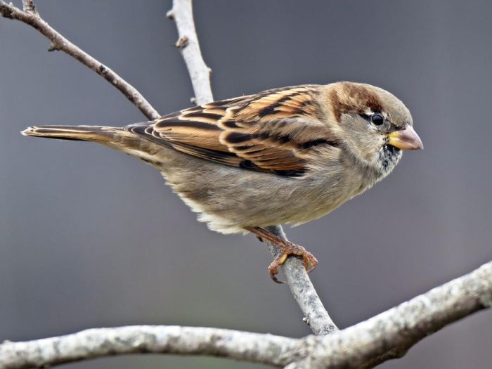 The House Sparrow has seen a massive decline in the past few decades.