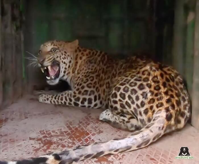 The leopard was in severe physical and psychological stress.