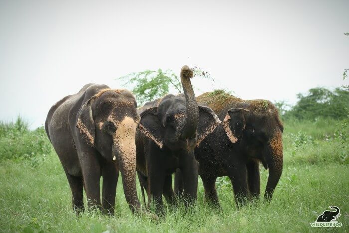 Karma, Holly and Kalpana are always seen together, with Holly nestled between the two