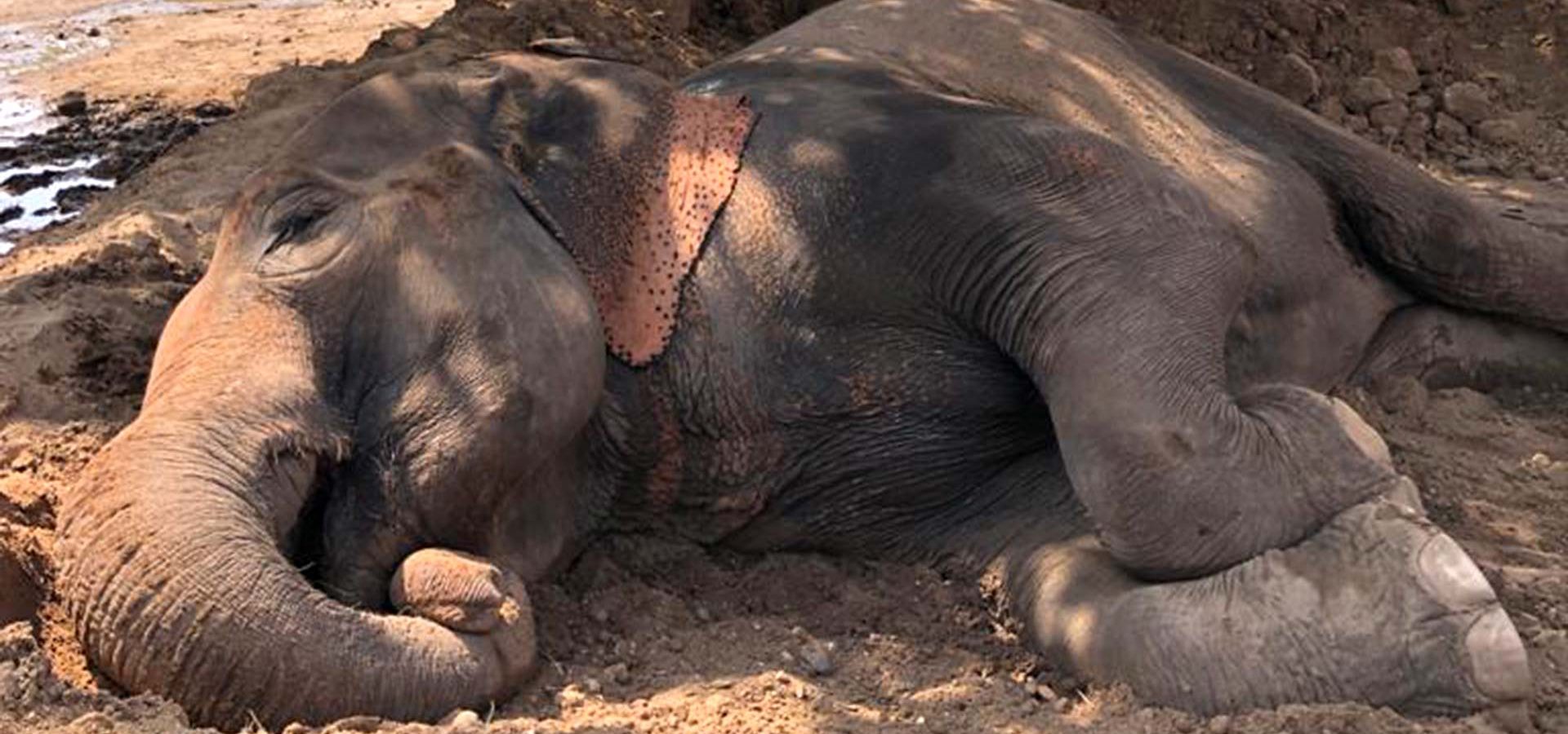 India Needs Safe Highways To Protect Its National Heritage Animal - The  Asian Elephant - Wildlife SOS