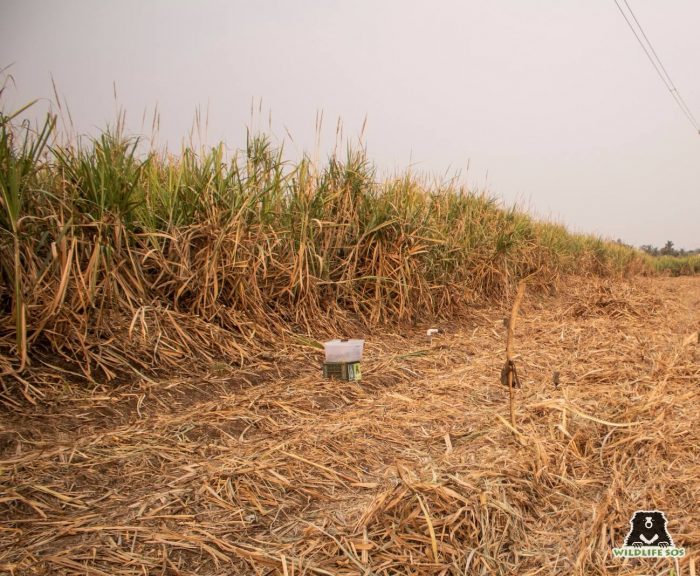 The safe boxes are placed near the place from where the cubs are found.