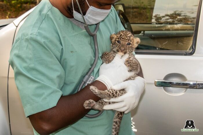 Dr. Nikhil Bangar with the leopard cub ready to be placed inside the safe box.