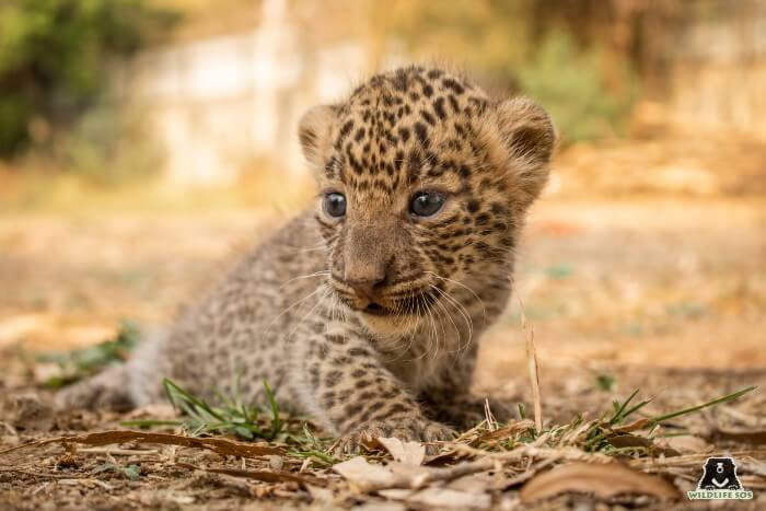 The cubs were only 45 days old when rescued.