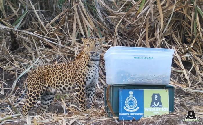 The mother leopard arrived within 20 minutes for her kids.