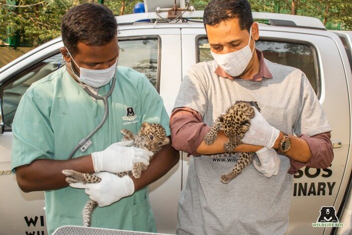 Veterinarians examine leopard cubs prior to the reunion!