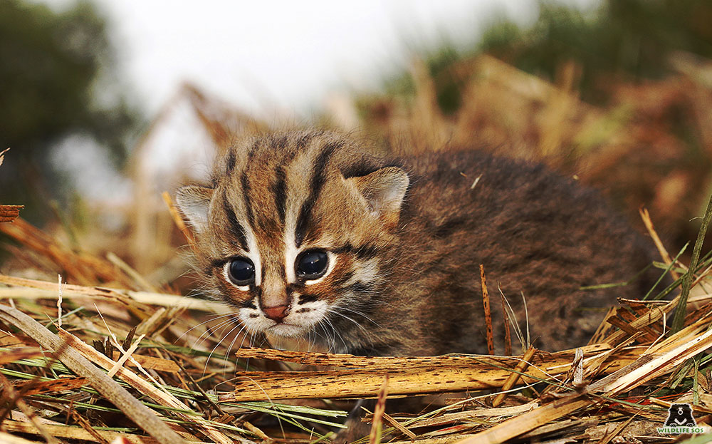 Rusty spotted kitten found in a sugarcane field in Junnar Maharashtra