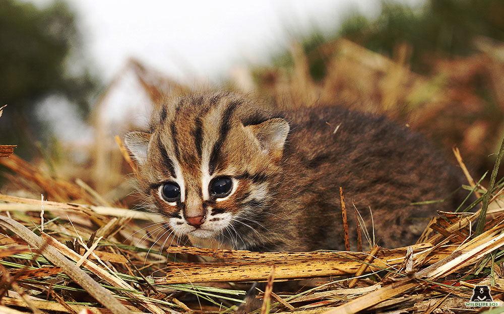 rusty spotted cat pet usa