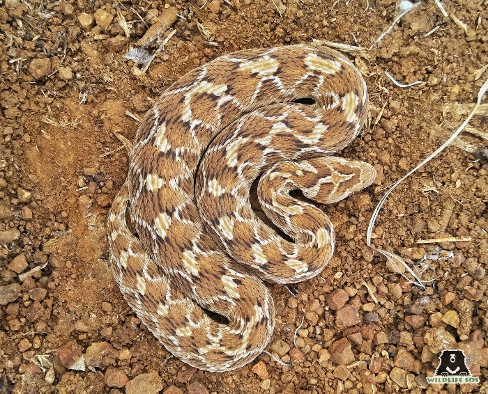 Representational image of a Saw-scaled viper, one of the Big 4 venomous snakes in India. [Photo (c) Wildlife SOS]