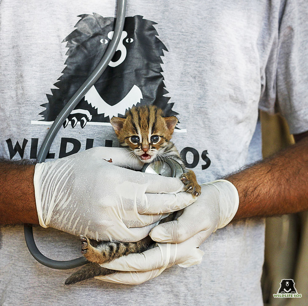 Wildlife SOS has successfully ruenited 26 Rusty spotted kittens with their mothers