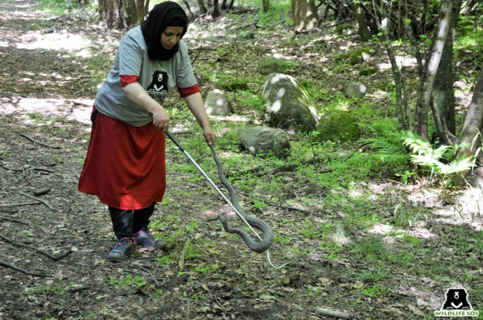 Aaliya's fascination with snakes started with her first rescue in 2014 - a Levantine Viper (pictured here) was one of the first reptiles she rescued.