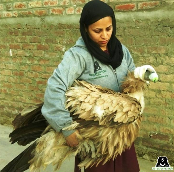 "We have to be kind towards all the animals that share our landscape" - Aaliya Mir.