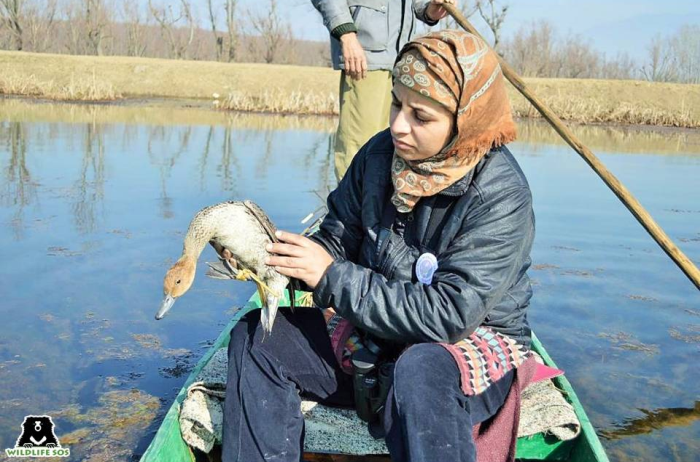 Aaliya Mir leads the WSOS conservation program in Jammu & Kashmir.