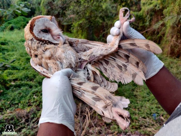 Every year, countless owls face a cruel fate at the hands of poachers specially during Diwali and Dussehra.