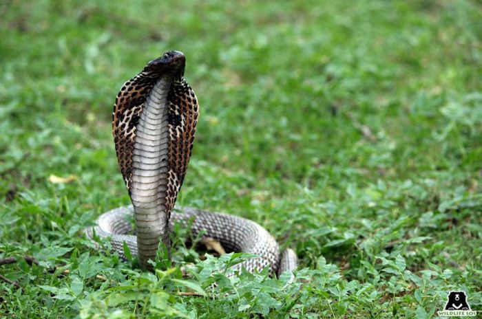 The cobra snake is another victim of the cruel snake charming practice which is a result of local superstition. 