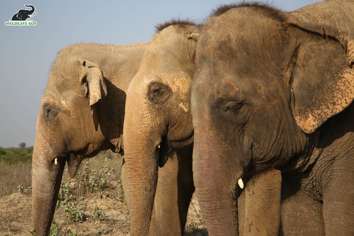 Maya, Phoolkali and Emma (L to R) basking under the sun on their walks together!