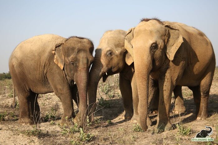 Maya (in the middle) welcoming Emma, while Phoolkali watches them.