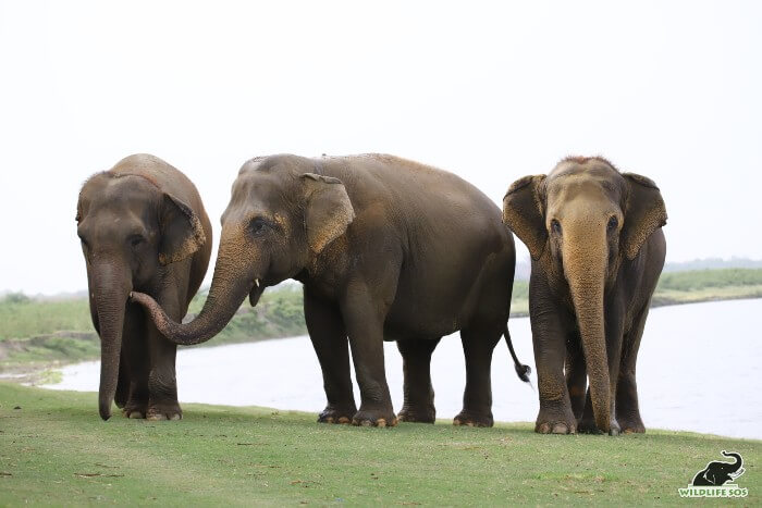 Emma, Maya and Phoolkali (L to R) on a pleasant day by the riverside.