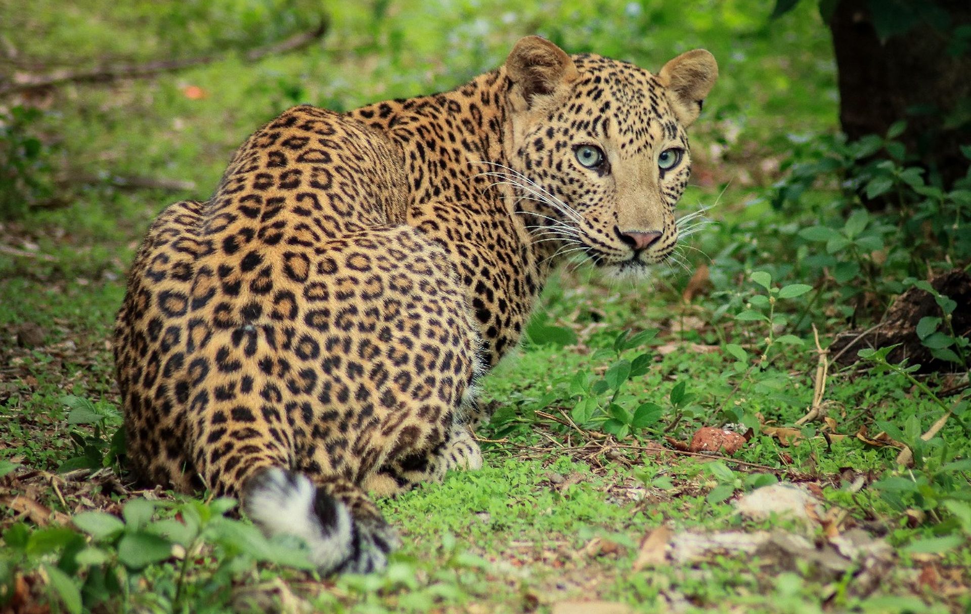 Spreading Leopard Awareness Across Maharashtra - Wildlife SOS