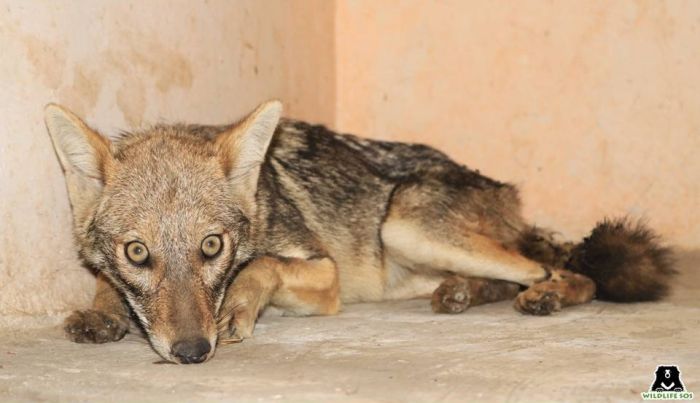 'Jackal horns' are believed to be powerful talismans in local superstition.