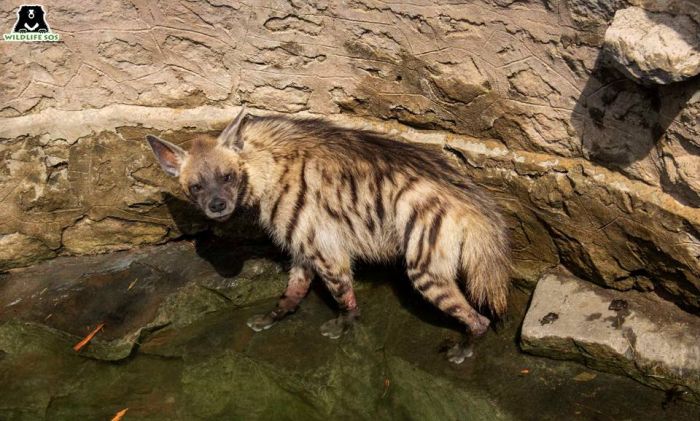 In India, Striped Hyenas are victims of conflict and superstition, leading to rising cases of man-hyena conflict.