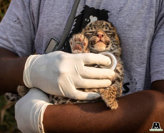 Leopard Cub Reunion: A four-member team rushed to the leopard cub's aid with the requisite equipment and medical kit.