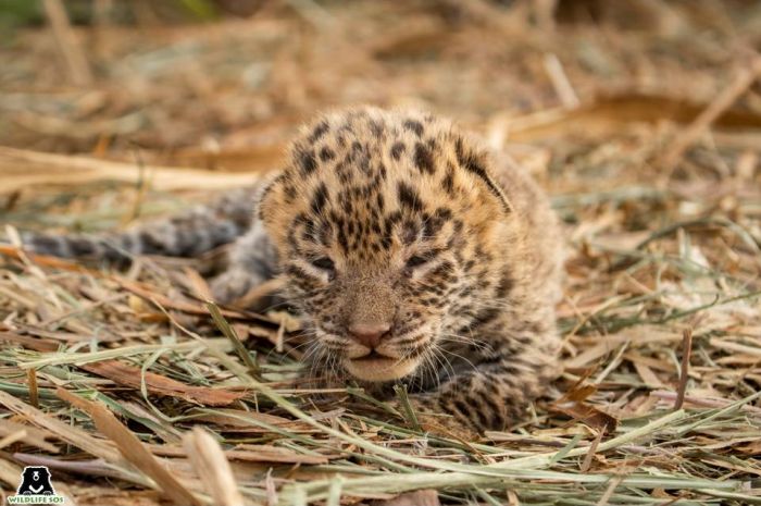 Leopard Cub Reunion: Farmers found a thirty-day-old leopard cub in a sugarcane field in Bori Salwadi village, Maharashtra