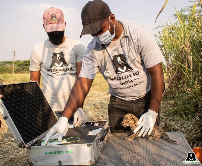 Leopard Cub Reunion: WSOS veterinary officer Dr. Nikhil Bangar conducted a meticulous on-site examination for ticks and injuries. 